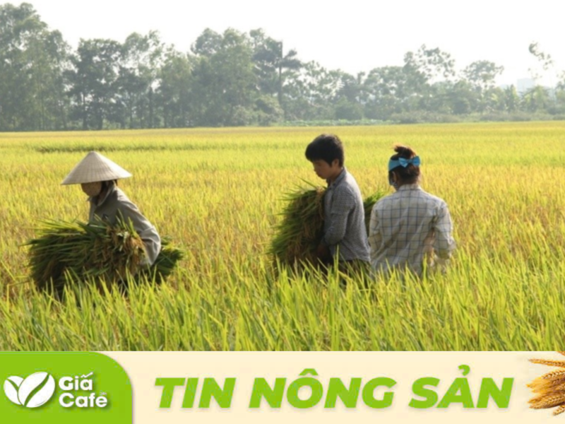 gi&aacute; l&uacute;a gạo h&ocirc;m nay 18/11